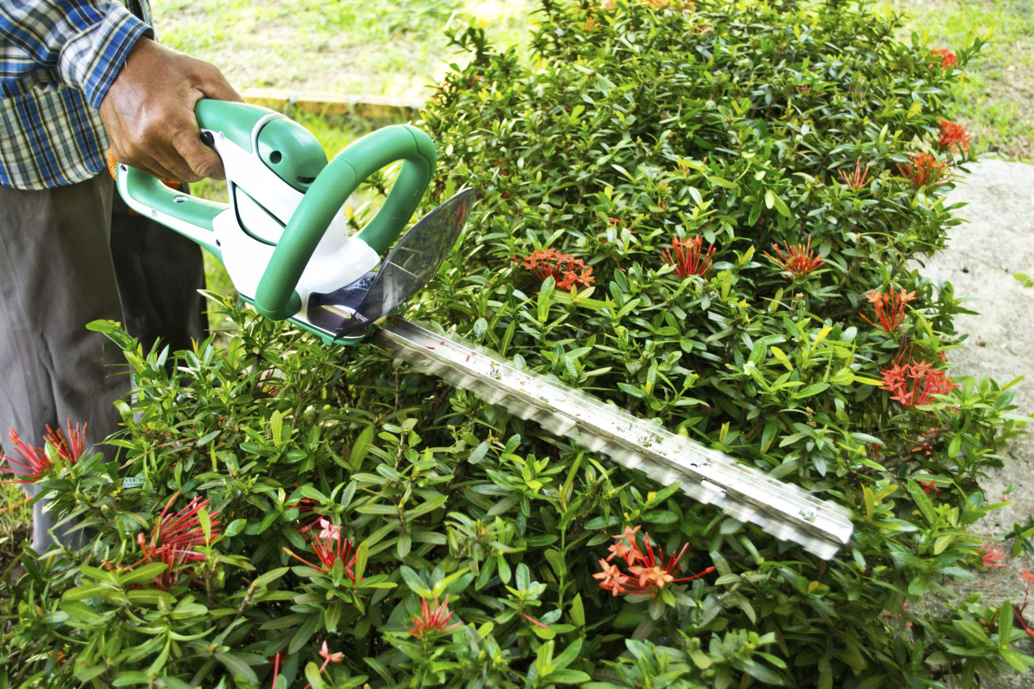 Hedge Trimming